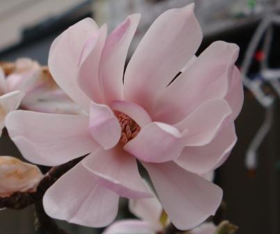 Kobus Magnolia flower