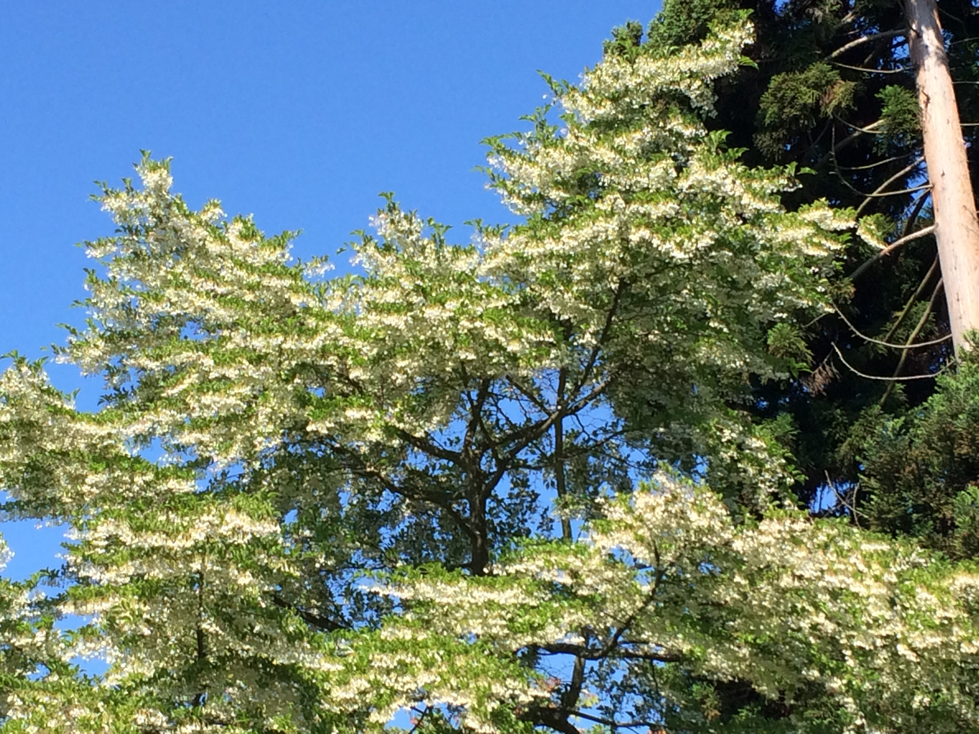 Blooming Japanese Snowbell Tree