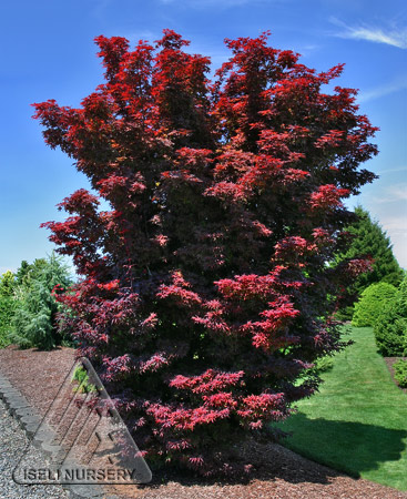 Twombley's Red Maple