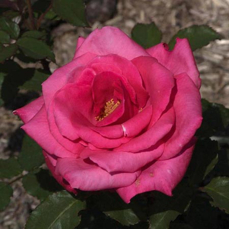 Electron rose