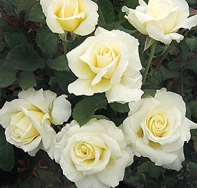 White Licorice rose