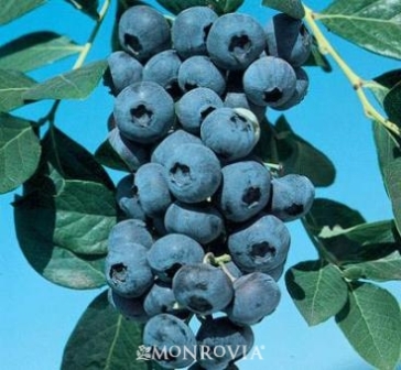 SOUTHMOON BLUEBERRY