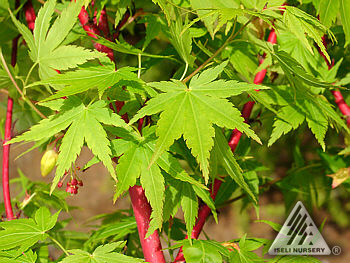 Sango kaku  Coral bark Maple