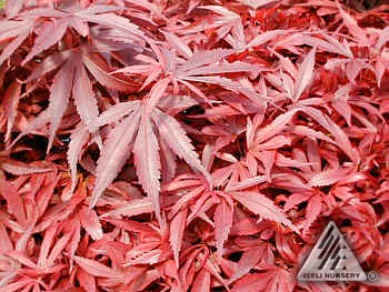 Shaina Japanese Maple