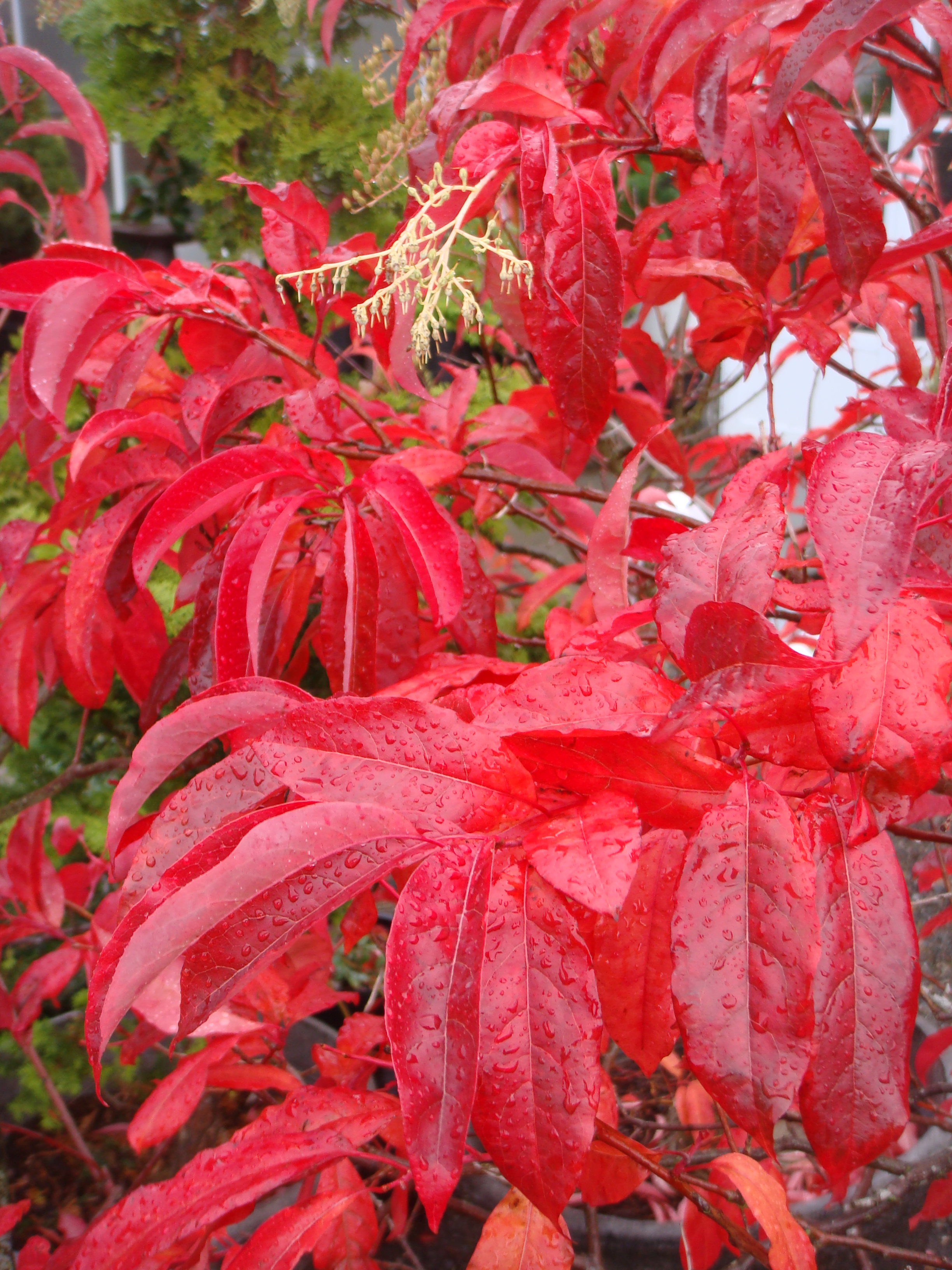 Sourwood Tree, Oxydendron arborus