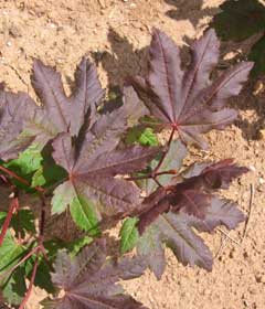 Pacific Purple Vine Maple