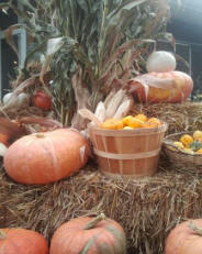 Pumpkins, gourds and corn stalks