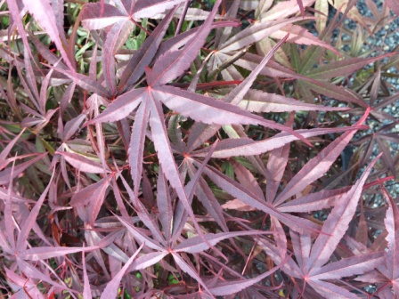 Beni Otake Japanese Maple