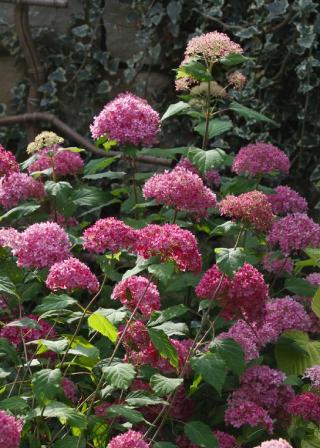 Endless Summer Bella Anna Hydrangea