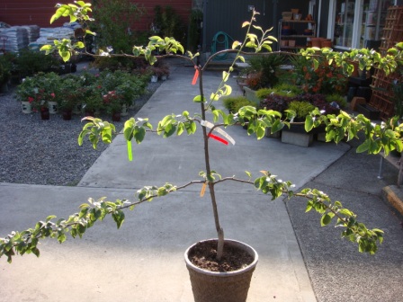 Espalliered fruit tree