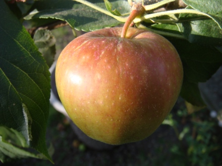 Ripening apple