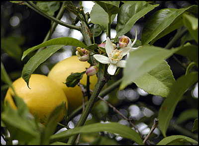 Meyer Lemon