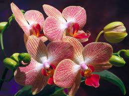 Orchid