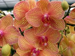 Orchid