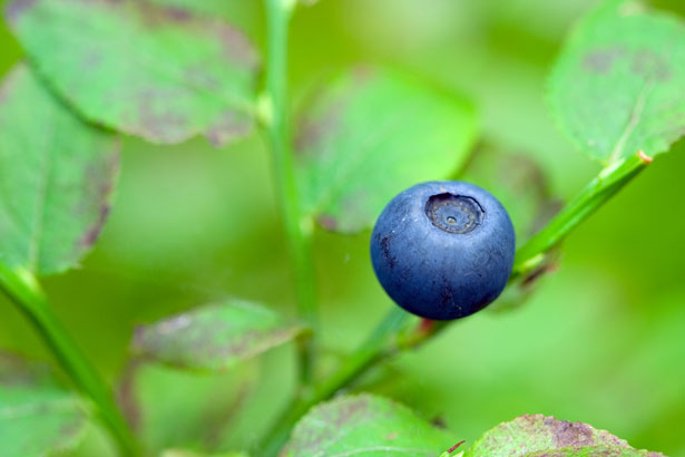 Blueberry